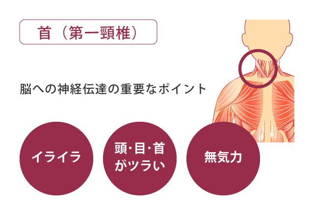 首から筋肉・筋膜調整の重要ポイントと施術効果の説明