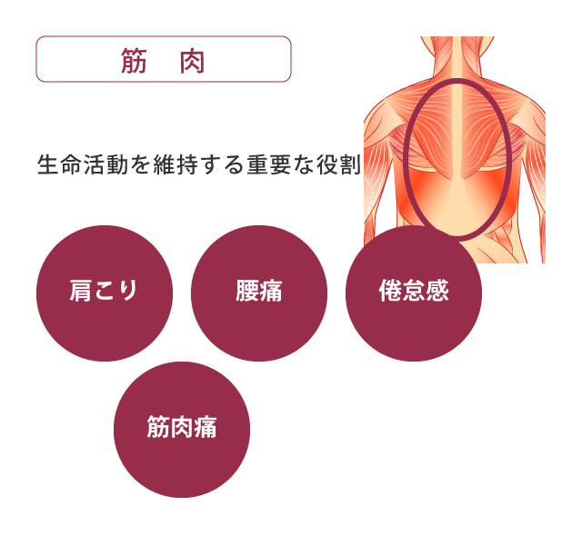 筋肉・筋膜調整で肩こりや腰痛などの筋肉痛をケアする図